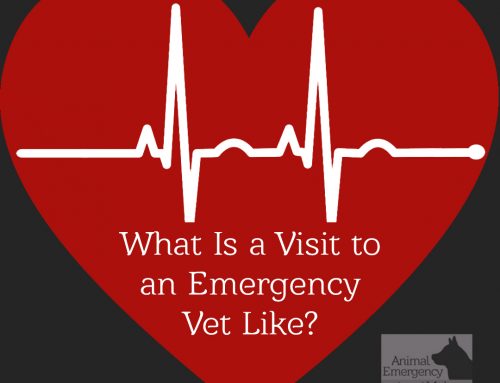 What Is a Visit to an Emergency Veterinarian Like? 5 Things to Expect