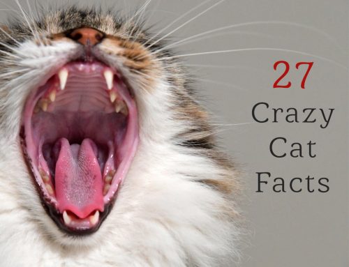 27 Crazy Cat Facts That Will Make You See Your Kitty in a Whole New Light