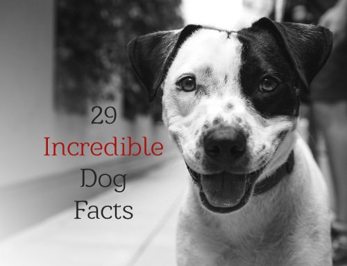 29 Incredible Dog Facts That Will Change The Way You See Your Furry Friend