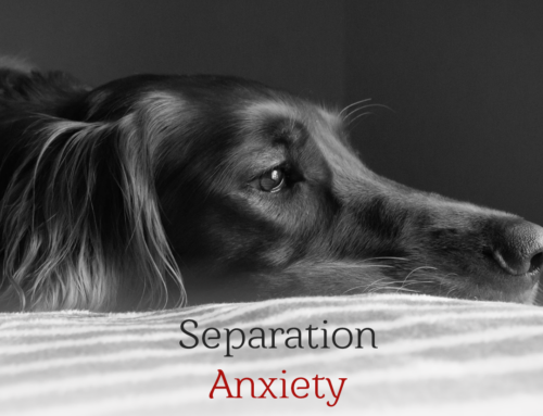 Is Your Pet Experiencing Separation Anxiety? How to Address It
