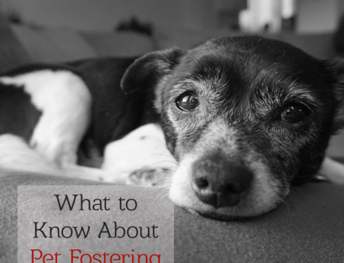 Thinking about Pet Fostering? Here’s What You Need to Know