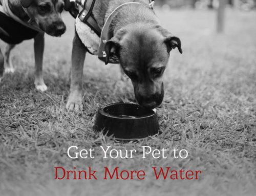 Pet Not Drinking Enough Water? Here’s What to Do