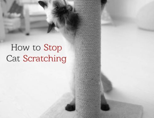 Why Do Cats Scratch Furniture? And How to Get Them to Stop