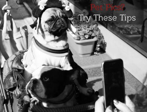 Want Better Pet Pics? Try These 7 Tips