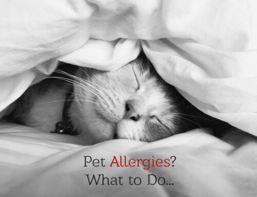 Pet Allergies? Here’s What to Do…
