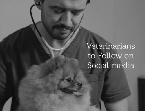 9 Veterinary Influencers to Follow on Social Media