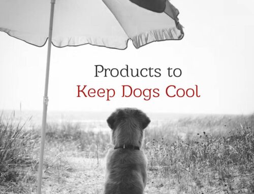 6 Products to Keep Dogs Cool This Summer