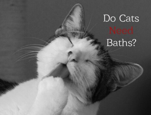 These Are The Only 6 Reasons Cats Need Baths