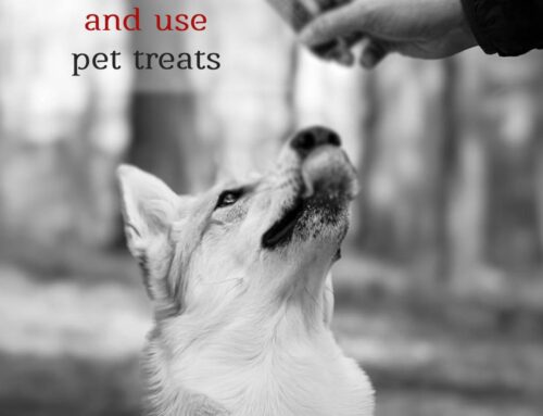 Pet Treats: How to Choose Them & How to Use Them