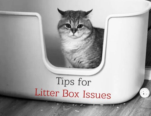 Litter Box Issues? Try These Tips