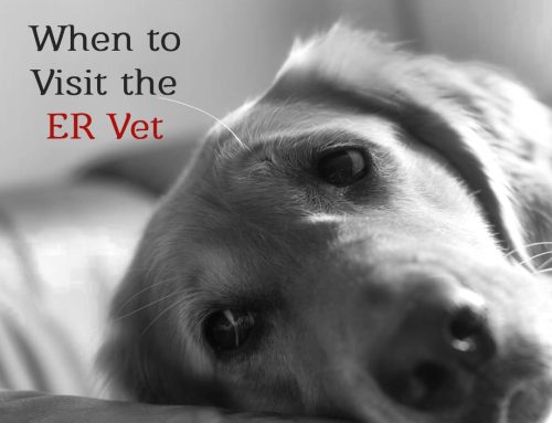 7 Reasons You Should Always Visit The Emergency Vet