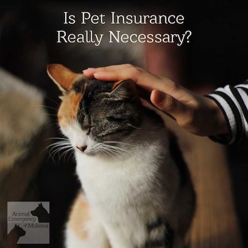 Is Pet Insurance Really Necessary? What You Need to Know