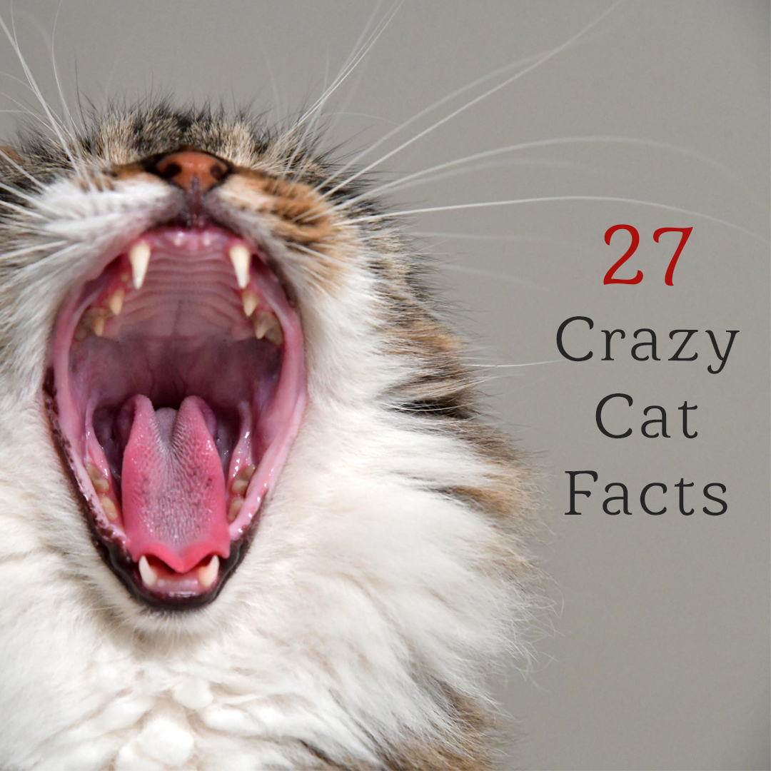 27 Crazy Cat Facts That Will Make You See Your Kitty in a Whole New Light