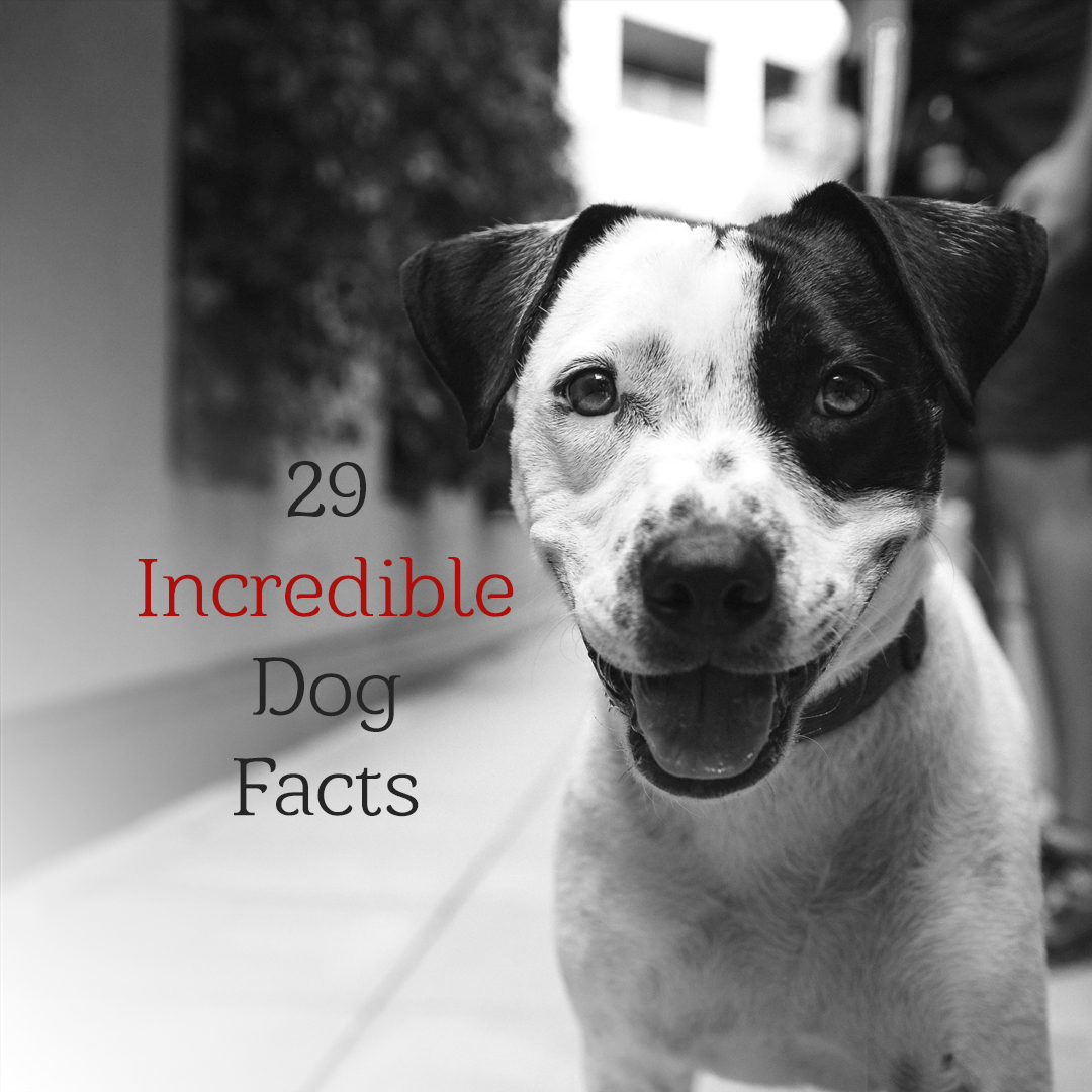 29 Incredible Dog Facts That Will Change The Way You See Your Furry Friend