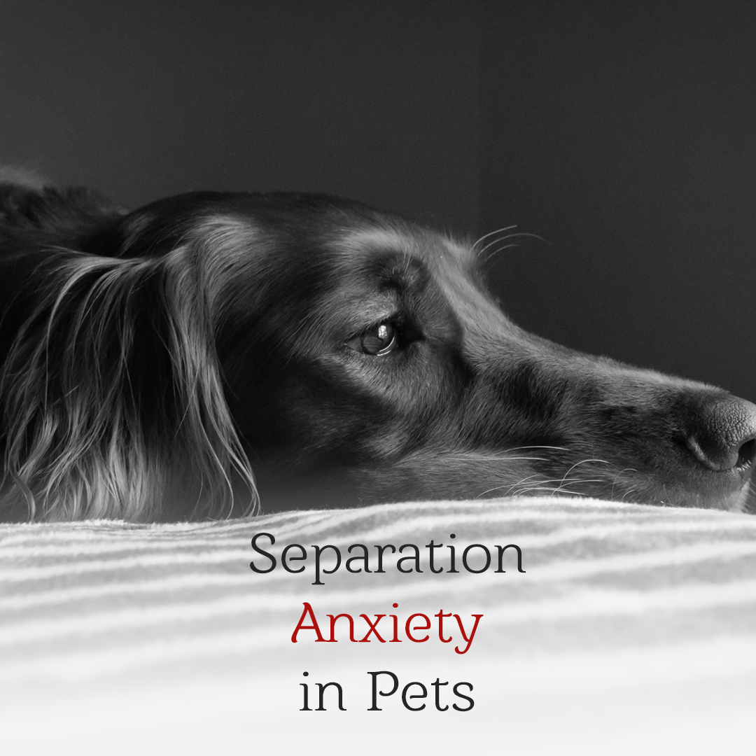 Is Your Pet Experiencing Separation Anxiety? How to Address It