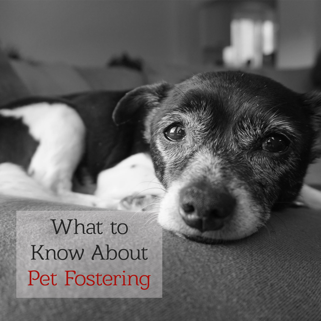 Thinking about Pet Fostering? Here’s What You Need to Know