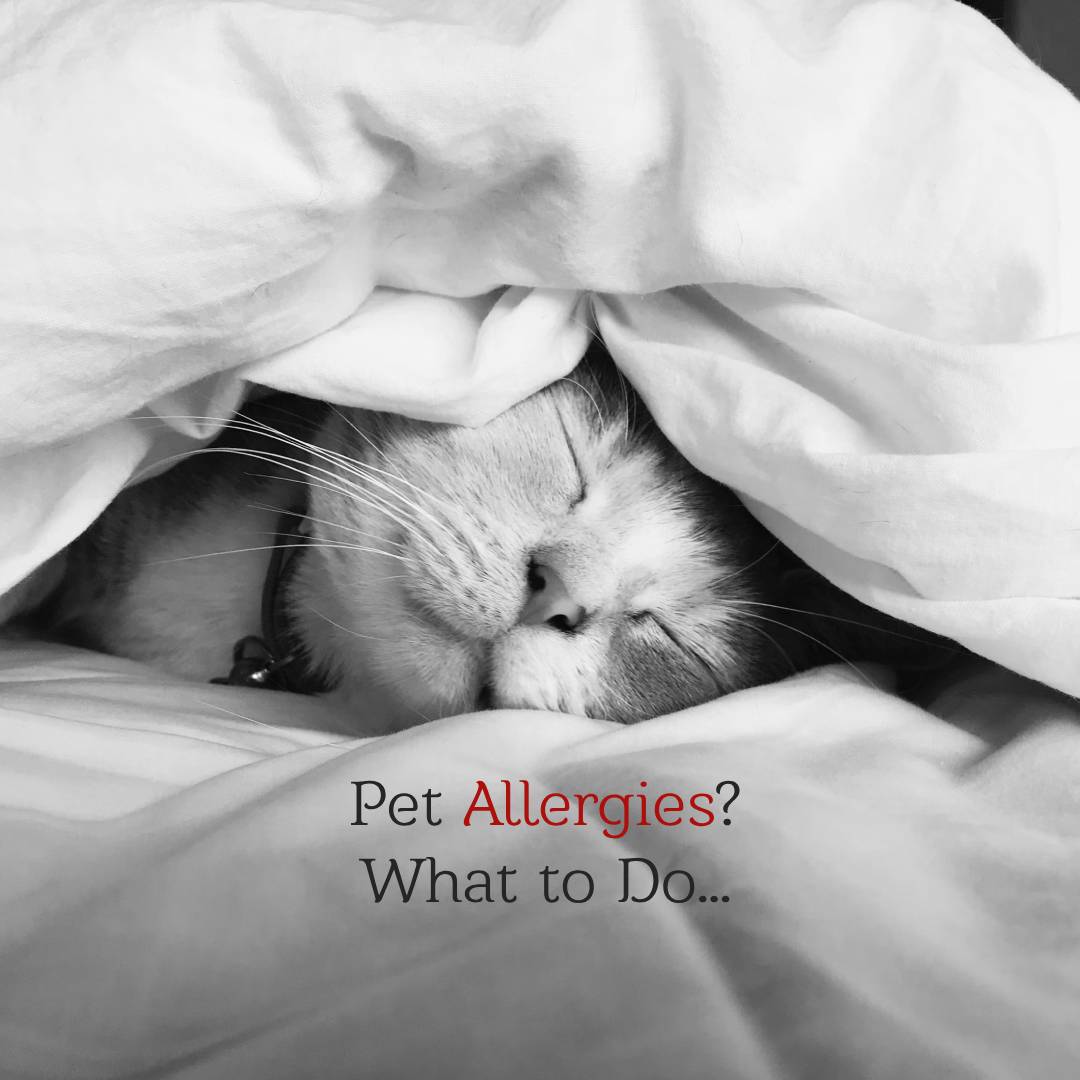 Pet Allergies? Here’s What to Do…