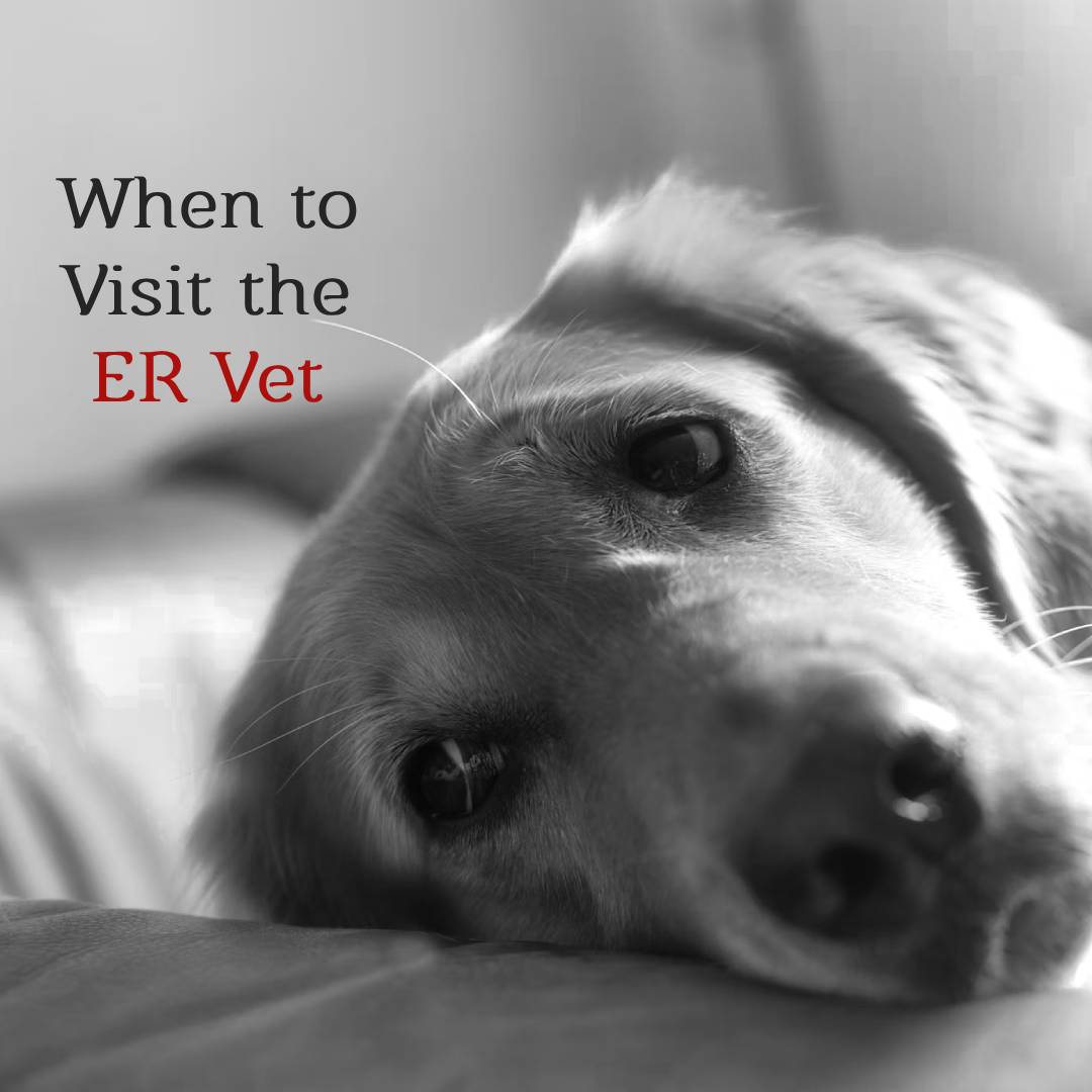 7 Reasons You Should Always Visit The Emergency Vet