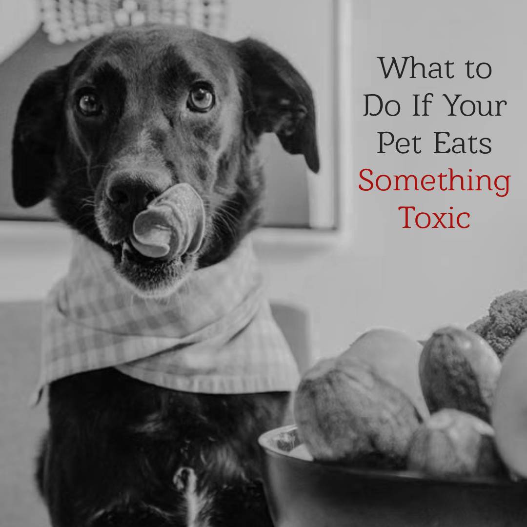 What to Do If Your Pet Eats Something Toxic