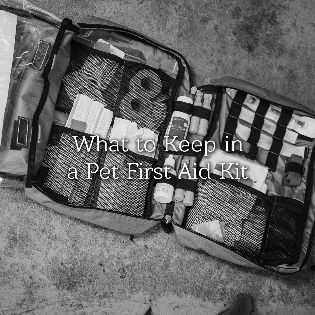What to Keep in a Pet First Aid Kit